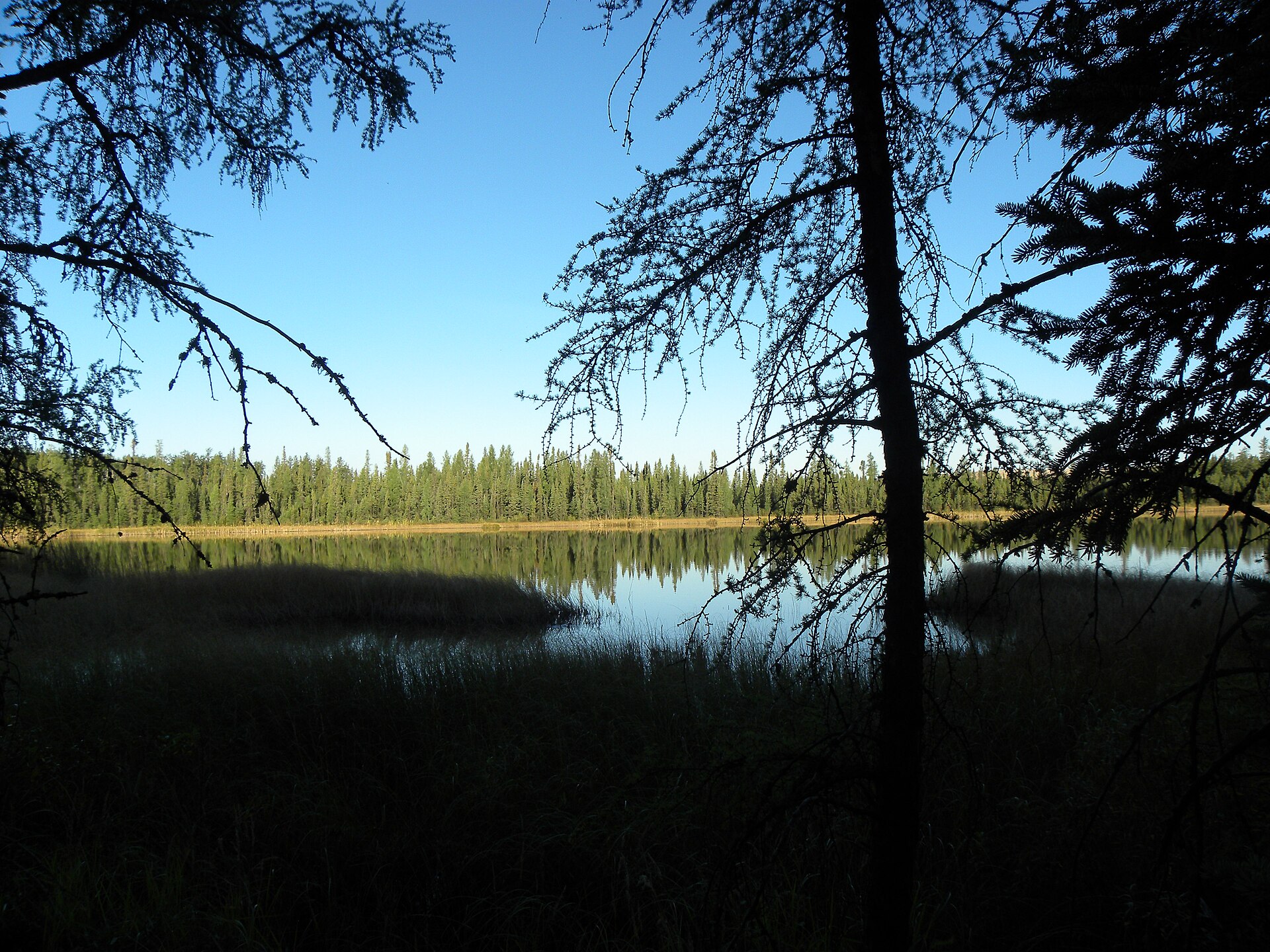 A still boreal lake in northern Alberta fringed by spruce and poplar under an open sky